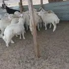 رخال مقاني... وطليان ذبايح مناسبات