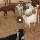 جفار مقاني .وعنز شحم حايل .. وفحل أحمر