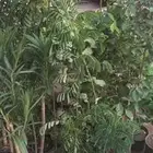 شتلات وبذور على عشره ريال   الاحساء الحليله