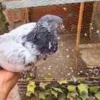 وجدت حمامه باكستاني مفقوده