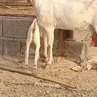 شاه صنف لأهل الصنف