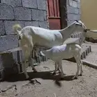 جفره تحتها جفره
