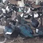 بط مصري