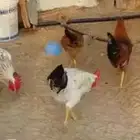 دجاج ديك