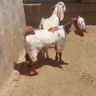 اثنين تيوس للبيع