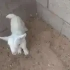 تيس قزمي ابيض صغير