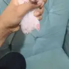 زوج هامستر للبيع