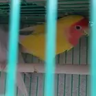 روز منتج للبيع