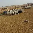 تيوس وجفار. ومعزا وفحل