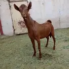 تيس احص فل وسمين