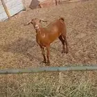 نعجة شحم حايل وعنز حايل