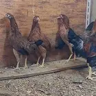 دجاج ترثه اصيل