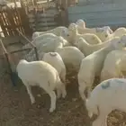 بهم ممتاز... ورخال ب1000