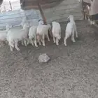 طليان ورخال بهم.. وذبايح