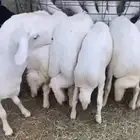 بهم للبيع العدد 85