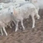 ضان دفيع وضريع... ورخال جذعات