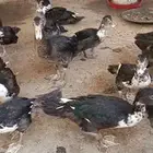 بط لللبيع