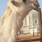 فحل اوضح كفؤؤ