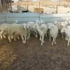 جلب ممتاز. ورخال .. مناسبات
