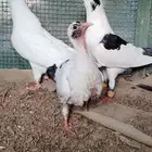 للبيع جوز سوري منتج تحته فرخ