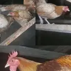 دجاج بلدي بياض صحة ونظافة