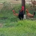 دجاج عربي ترثه اصيل