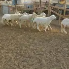 رخال مقنى ول ذبح. ونعجة شحم حايل وعنز حايل