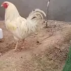 ديك تكسس