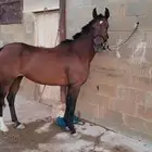 فرس واهو شيخه