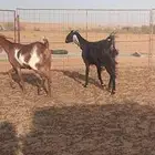 معزا بلدي