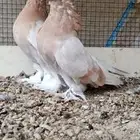للبيع جوز صفاقي