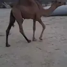 قعدان حشو سواحل سمان