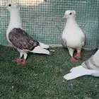للبيع جوز زاجل مكتف منتج
