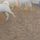 تيوس وجفار شحم ... ورخال طليان مناسبات ومقنا