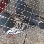 جوز حمام بكستاني