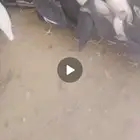 دجاج حبش صحه ونظافه ما شاء الله