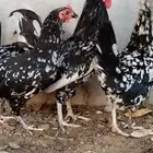 للبيع طقم دجاج حلو ومرتب ومميز