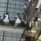للبيع حمام بلدي