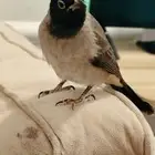بلبل سوري