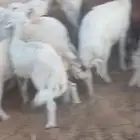 رخال دفيع وضريع وضان ونعجه حايل شحم وعنز شحم