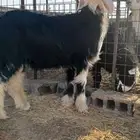 مشروع فحل نجدي فاخر