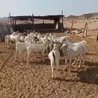 تيوس.. وجفار وطليان ورخال