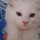 قطه بسه شيرازي صغير