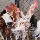 للبيع 10 ذيوك بلدي