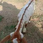 عناق صغيره ترضع