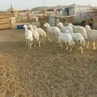رخال مقنى جذعات وثنايا... وذبايح طليان ورخال