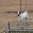 تيس بيشي فاخر