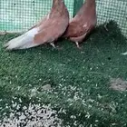 للبيع جوز سكاي كتر