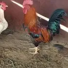 دجاج للبيع
