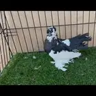كرنقو مذيل